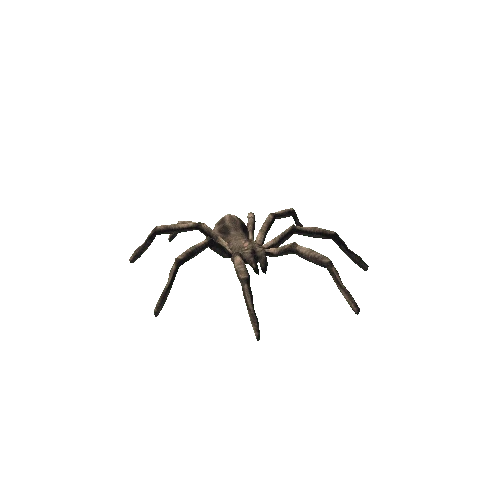 spider fat_01